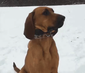 Bloodhound GIF - Bloodhound Hound Dog GIFs