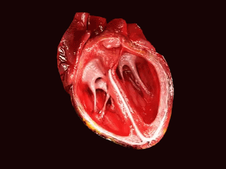 Medical School Heart GIF - Medical School Heart Heartbeat GIFs