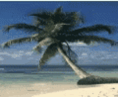 a palm tree on a tropical beach with a blue sky in the background