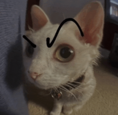 a white cat with a drawing of a s on its forehead