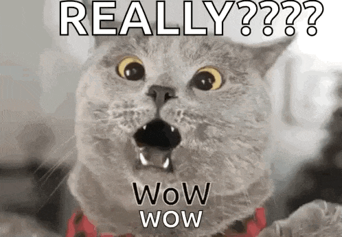 a cat with a surprised look on its face and the words `` really wow wow '' .