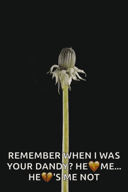 a dandelion with the words " remember when i was your dandy "