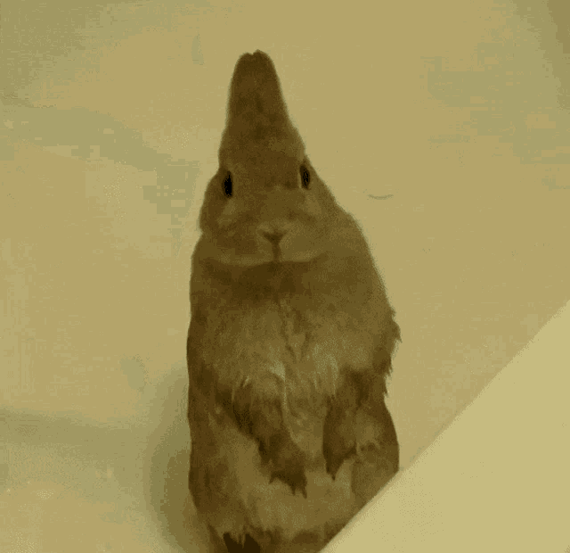 Bunny Bunbun GIF - Bunny Bunbun Cutie GIFs