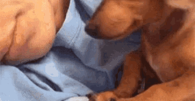 a close up of a dog laying on top of a person 's head .