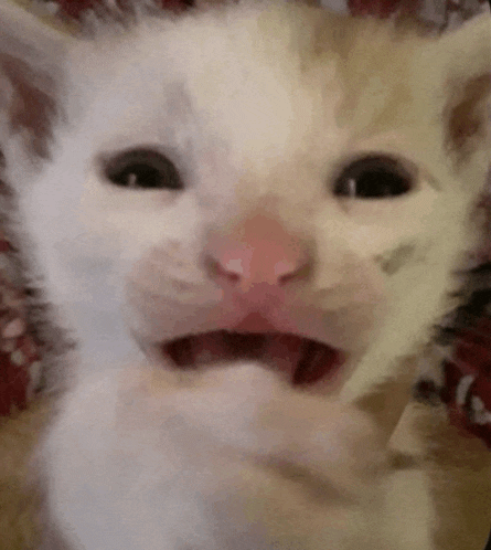 a close up of a white cat with its mouth open .