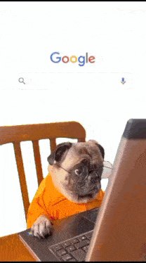 a pug wearing glasses is looking at a laptop computer