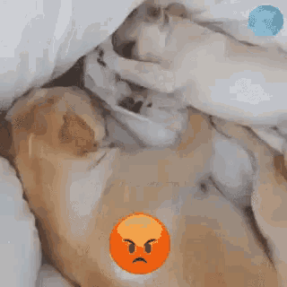 a couple of dogs laying on top of each other on a bed with the words `` are you awake '' written above them .