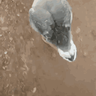 a bird is flying through the air with its wings spread .