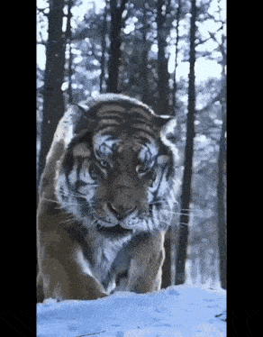 a tiger walking through the snow in the woods