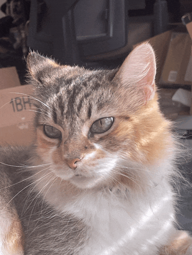a cat is sitting in front of a cardboard box with the number 18h on it