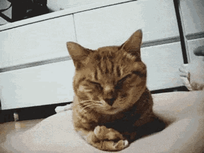 Megadoujin Cat GIF - Megadoujin Cat Cute Cut GIFs