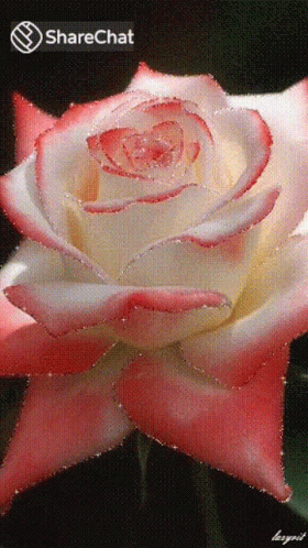गुलाब गुलाबिफूल GIF - गुलाब गुलाबिफूल जगमगाना GIFs