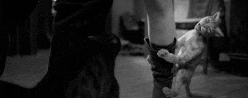 a black and white photo of a person holding a kitten on their leg .