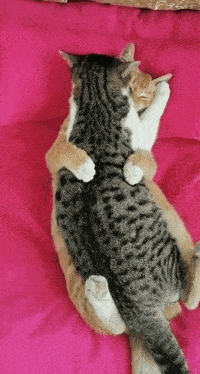 Cat Hug Hug Cat GIF - Cat Hug Hug Hug Cat GIFs