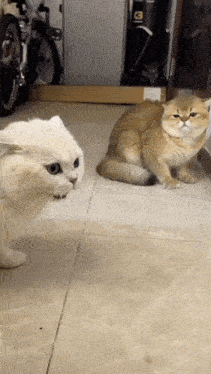 two cats are looking at each other on a tile floor