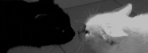a black and white photo of a black and white cat looking at each other .
