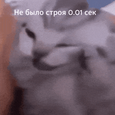 a blurred image of a dog with the words " не было строя 0.001 сек " written on it