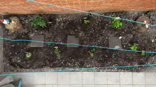 a garden with a few plants and gnomes in the background
