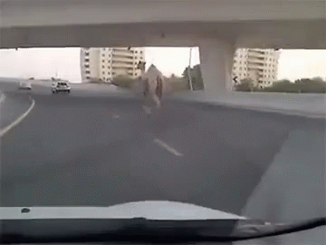 Hump Day Camel GIF - Hump Day Wednesday Camel GIFs