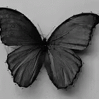 Butterfly Flower GIF - Butterfly Flower Transformation GIFs