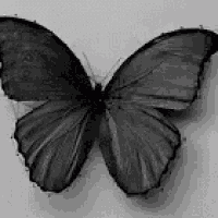 a black and white photo of a butterfly with its wings spread on a white surface .