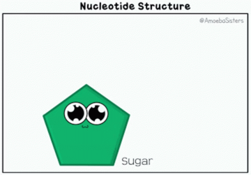 Nucleotide Science GIF - Nucleotide Science Sugar GIFs