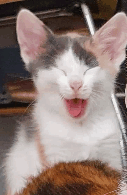 a close up of a cat yawning with its mouth open