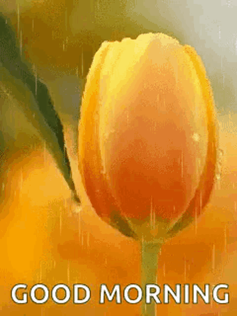 a yellow flower with water drops on it and the words `` good morning '' written below it .