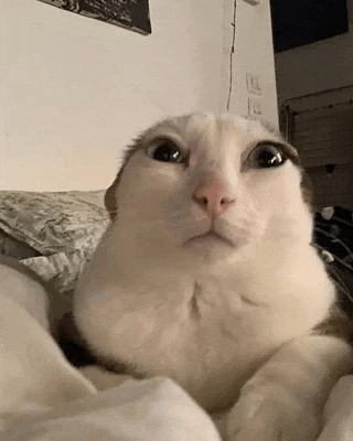 a white cat is laying on a bed looking at the camera .