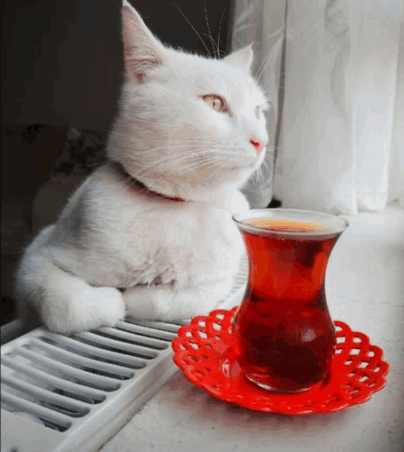 a white cat sits on a radiator next to a glass of tea