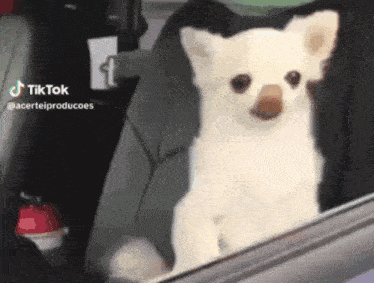 a small white dog is sitting in the back seat of a car with a tiktok watermark