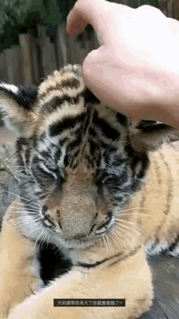 a person petting a tiger cub with chinese writing on the bottom right