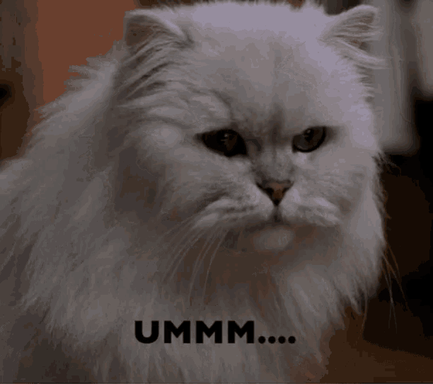 Umm Nope Cats GIF - Umm Nope Cats Snowbell GIFs