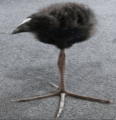 Bird Tripod Meme - Bird Tripod Tripod bird - Discover & Share GIFs