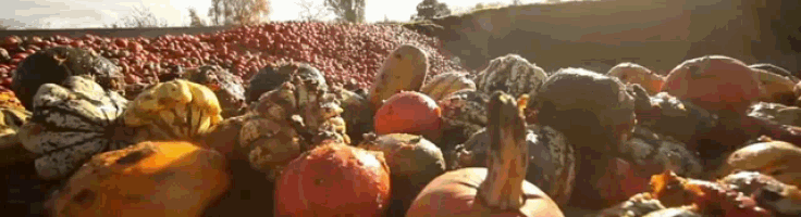 Food Waste Pumpkins GIF - Food Waste Pumpkins Vegetables GIFs