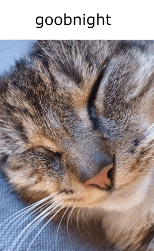 a close up of a cat with the words goobnight written above it