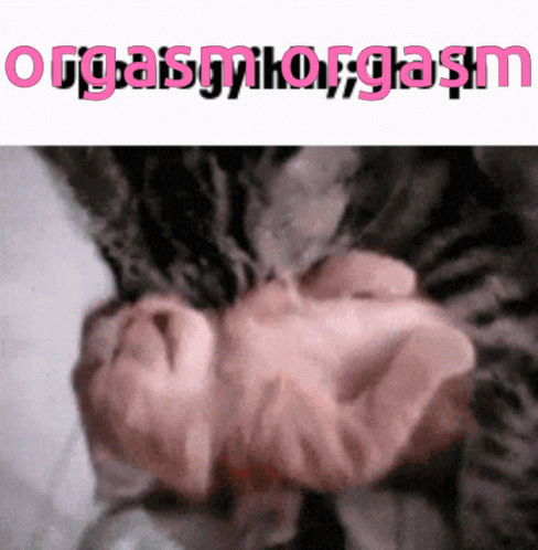 Orgasm Cat GIF - Orgasm Cat Mixxer GIFs