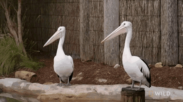 Open Beak National Geographic GIF - Open Beak National Geographic Secrets Of The Zoo Down GIFs