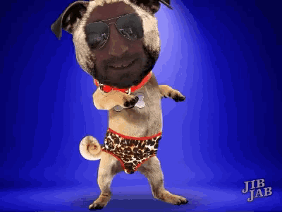 a picture of a pug wearing leopard print underwear and sunglasses