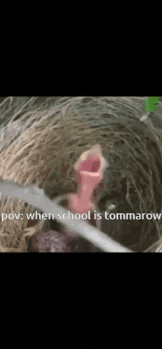 a close up of a bird 's mouth with the words pov when school is tommarow written below it