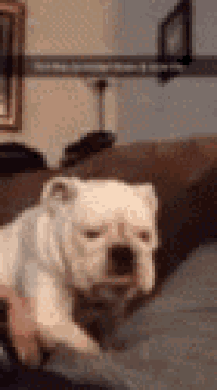 a white bulldog is laying on a couch .