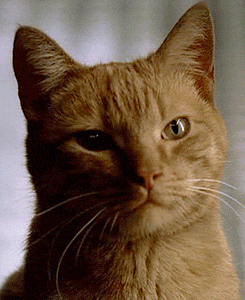 a close up of a cat 's face with a white whisker