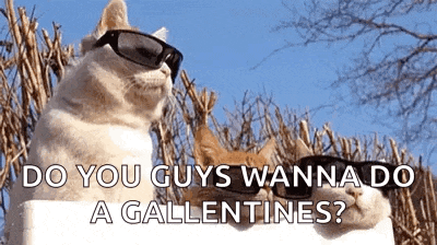 two cats wearing sunglasses with the words do you guys wanna do a gallentines below them
