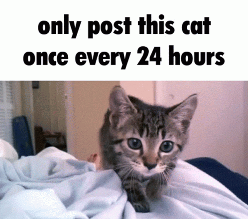 Cat 24hours GIF - Cat 24hours GIFs
