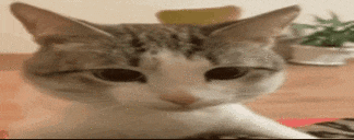a close up of a cat laying on a table with its paw on its face .