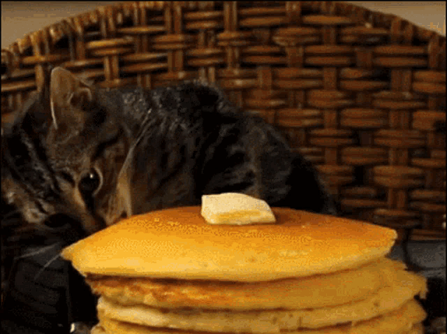 Nom Nom Pancake GIF - Nom Nom Pancake Cat GIFs