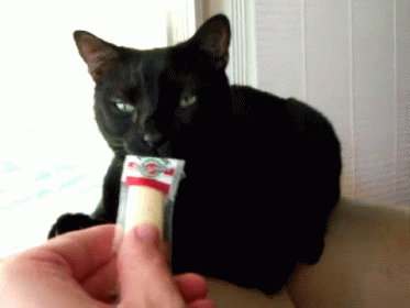 Cat Hates Cheese GIF - Cat Cheese Hate GIFs