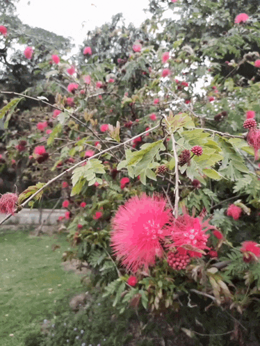 a bush with lots of pink flowers and leaves