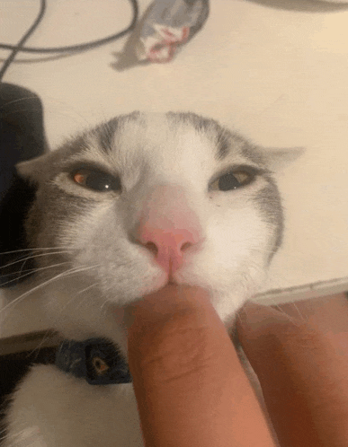 a cat with a blue collar is biting a finger
