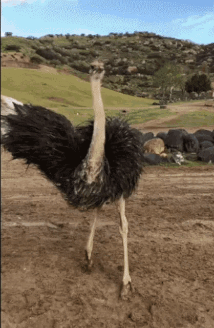 Dance Ostrich GIF - Dance Ostrich Crazy GIFs